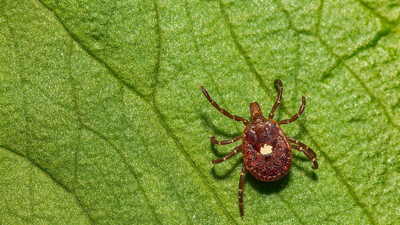 Εντοπίστηκε γενετικός 