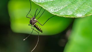 ECDC: 1.150 κρούσματα ιού Τσικουνγκούνια στην Ευρώπη