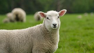 Σύσκεψη στο Μαξίμου για την ευλογιά - Δέκα ερωταπαντήσεις για τους εμβολιασμούς