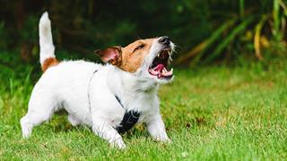 Δάγκωμα σκύλου στα παιδιά: Δεν πρέπει να υποτιμάται