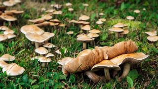 Δηλητηρίαση από μανιτάρια: Πώς σώθηκε το ανδρόγυνο από την Πέλλα