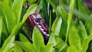 Στο μικροσκόπιο οι ασθένειες από τσιμπούρια