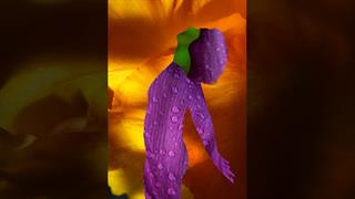 ''Ανθίζω, Καρπίζω, προχωρώ'': Έκθεση φωτογραφίας της Ογκολόγου-Ακτινοθεραπεύτριας Δέσποινας Κατσώχη