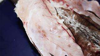 Βρέθηκαν παράσιτα Anisakis σε έτοιμα προϊόντα ψαριού στην ελληνική αγορά [μελέτη]