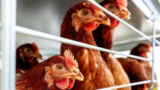 2.514 κρούσματα γρίπης πτηνών σε 32 ευρωπαϊκές χώρες το τελευταίο τρίμηνο - Η ανακοίνωση του ECDC