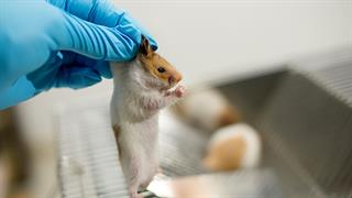 ΕΜΑ: Πώς θα μειωθούν τα πειραματόζωα στην ανάπτυξη νέων φαρμάκων