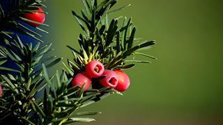 'Ιταμος: Το δέντρο των ελληνικών βουνών που περιέχει ουσίες για αντικαρκινικά φάρμακα