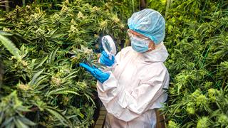 Αντιπαράθεση για την ιατρική κάνναβη υψηλής περιεκτικότητας σε THC - Η περίπτωση της Γερμανίας