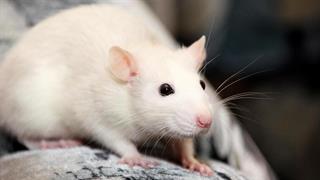 ΕΟΔΥ: Τρία κρούσματα λεπτοσπείρωσης στη Ζάκυνθο - Ένας νεκρός